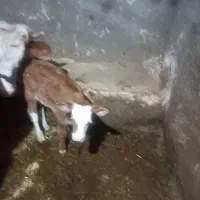 گاو شیری