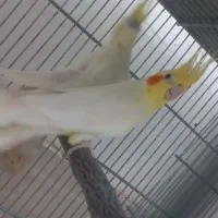 یک جفت عروس هلندی لوتینو روی تخم|پرنده|قم, محمد آباد|دیوار