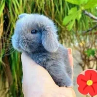 چشم اشکی اندازه کف دست|موش و خرگوش|اصفهان, احمدآباد|دیوار