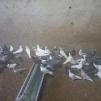 باسلام فروش کفتر به فروش می‌رسد|پرنده|اردکان, |دیوار