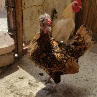 مرغ و خروس مینیاتوری