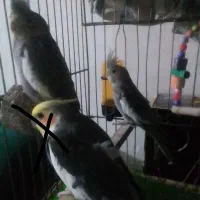 عروس هلندی دوماهه