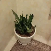 گل های زیبا باقیمت خیلی مناسب|گل و گیاه طبیعی|مرند, |دیوار