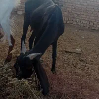 بز پاکستانی چند قلو زا|حیوانات مزرعه|سمنان, |دیوار