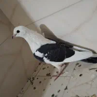 فروش پنج تا کبوتر|پرنده|بندر کنگان, |دیوار