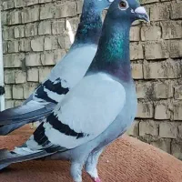 پلاکی سیرجان