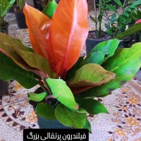 انواع گل‌های آپارتمانی آدرس خیابان اسکان نبشکوچه72