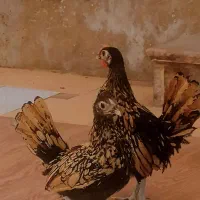 جوجه سبرایت