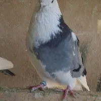 کبوتر پرشی|پرنده|وحیدیه, |دیوار