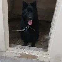 سگ ژرمن بلک