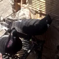 رنگی
