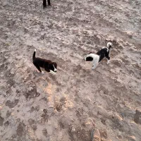 توله سگ قدریجانی