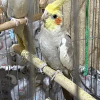 عروس هلندی نر و ماده