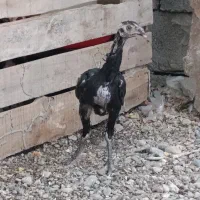 جوجه زات بالا