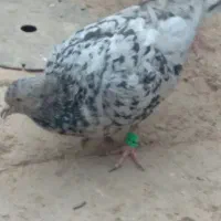 دوتا سار نر