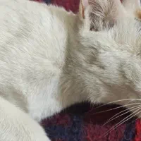 گربه
