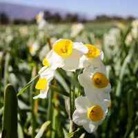 فروش 2000 متر زمین در مزرعه گل نرگس|فروش زمین و ملک کلنگی|خفر, |دیوار