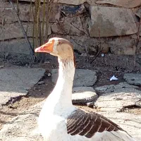 دوغازنر|حیوانات مزرعه|صائین قلعه, |دیوار