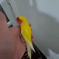 طوطی برزیلی صورت هلویی آماده|پرنده|کرج, فاز ۴ مهرشهر|دیوار