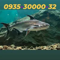 0935-30000-32|سیم‌کارت|تهران, ولنجک|دیوار