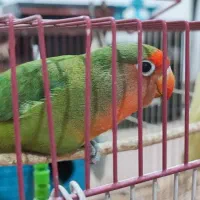 طوطی برزیلی گم شده