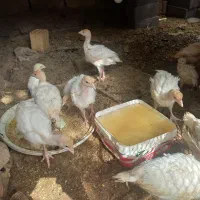 بوقلمون بیوتی
