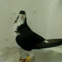 کفتر|پرنده|فیروزه, |دیوار