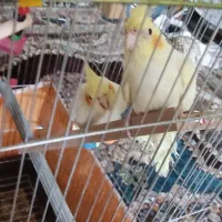 یک جفت عروس هلندی لوتینو سالم|پرنده|قم, شاه ابراهیم|دیوار