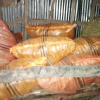 للکی|حیوانات مزرعه|گوراب زرمیخ, |دیوار