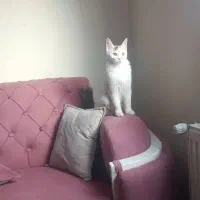 واگذاری گربه بازیگوش|گربه|پردیس, فاز ۱۱|دیوار