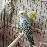 تعدادی پرنده...|پرنده|شیراز, وصال|دیوار