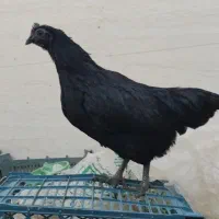 انواع جوجه و مرغ و خروس محلی و نژاد دار|حیوانات مزرعه|طبس, |دیوار