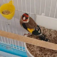 سهره نر اهلی