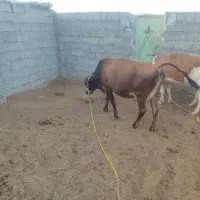 فروش دو راس گاو اوستن|حیوانات مزرعه|لامرد, |دیوار