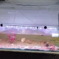 اکواریوم شیشه ای بزرگ