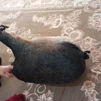 هیزه|ظروف نگهدارنده، پلاستیکی، یک‌بارمصرف|کوهدشت, |دیوار