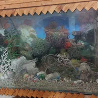 اکواریوم کلبه ای|ماهی|قم, نخودی|دیوار