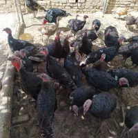 بوقلمون محلی|حیوانات مزرعه|قیدار, |دیوار