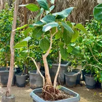 بونسای گل کاغذی و گلدان بونسای|گل و گیاه طبیعی|کرمان, |دیوار