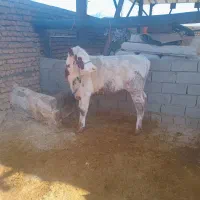 تلیسه داشتی باب داشت حرف ندارن واسه خانه دار