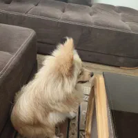 سگ پامر روباهی 1 ساله|سگ|شاهینشهر, مسکن مهر|دیوار