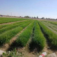 فروش نهال پیاز مینروا