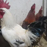 خروس محلی اصیل کاملا بهداشتی