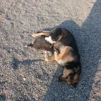 توله سگ گمشده دور میدان امام حسین