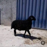 گوسفند گمشده