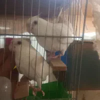 عروس هلندی جفت آلبینو