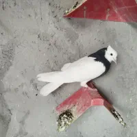 طوقی