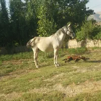 مادیون ترکی|اسب و تجهیزات اسب‌سواری|دهدشت, |دیوار