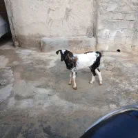 نری|حیوانات مزرعه|قشم, |دیوار