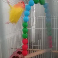 طوطی کتوله برزیلی|پرنده|شهر بابک, |دیوار